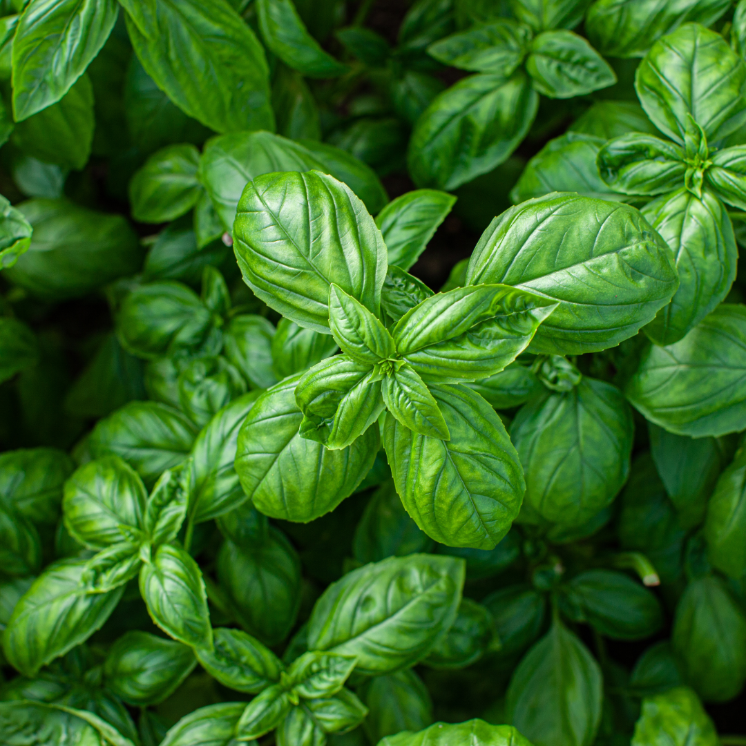 Basil plant 