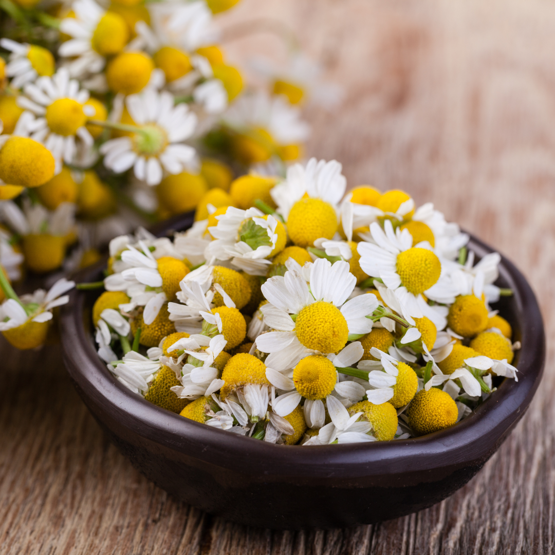 chamomile flowers