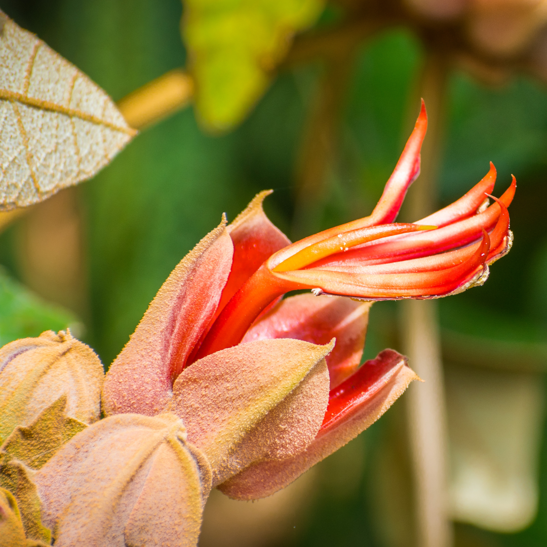 flor de manita plant