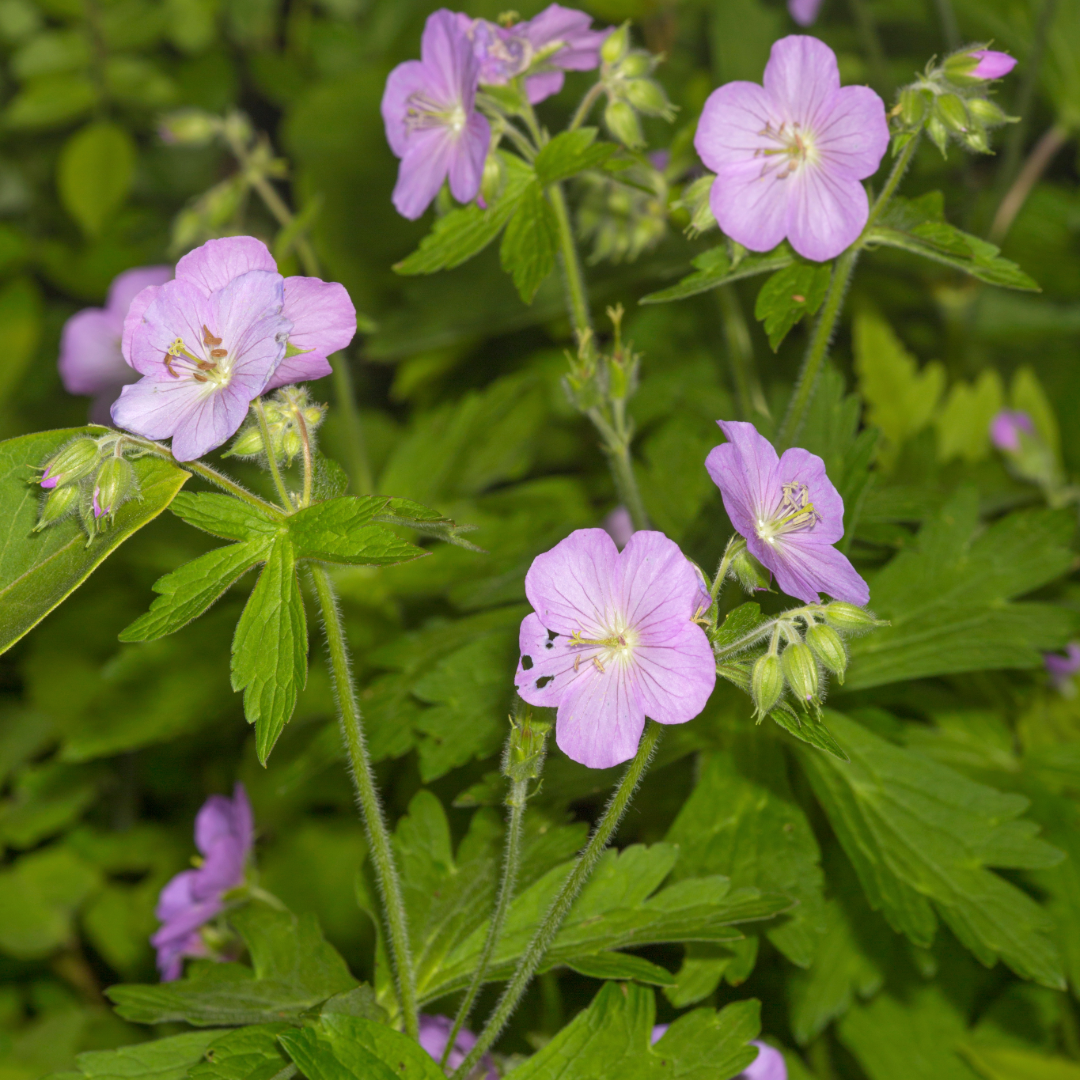 Geranium flowers in the wild