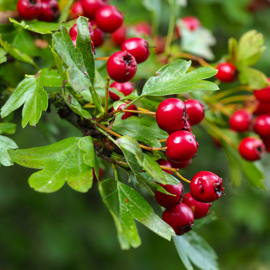 hawthorn berries on tree