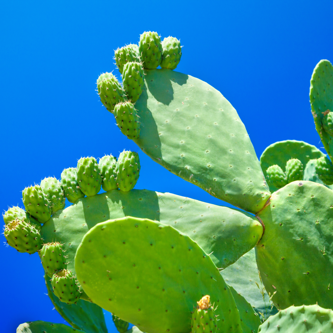 nopal plant