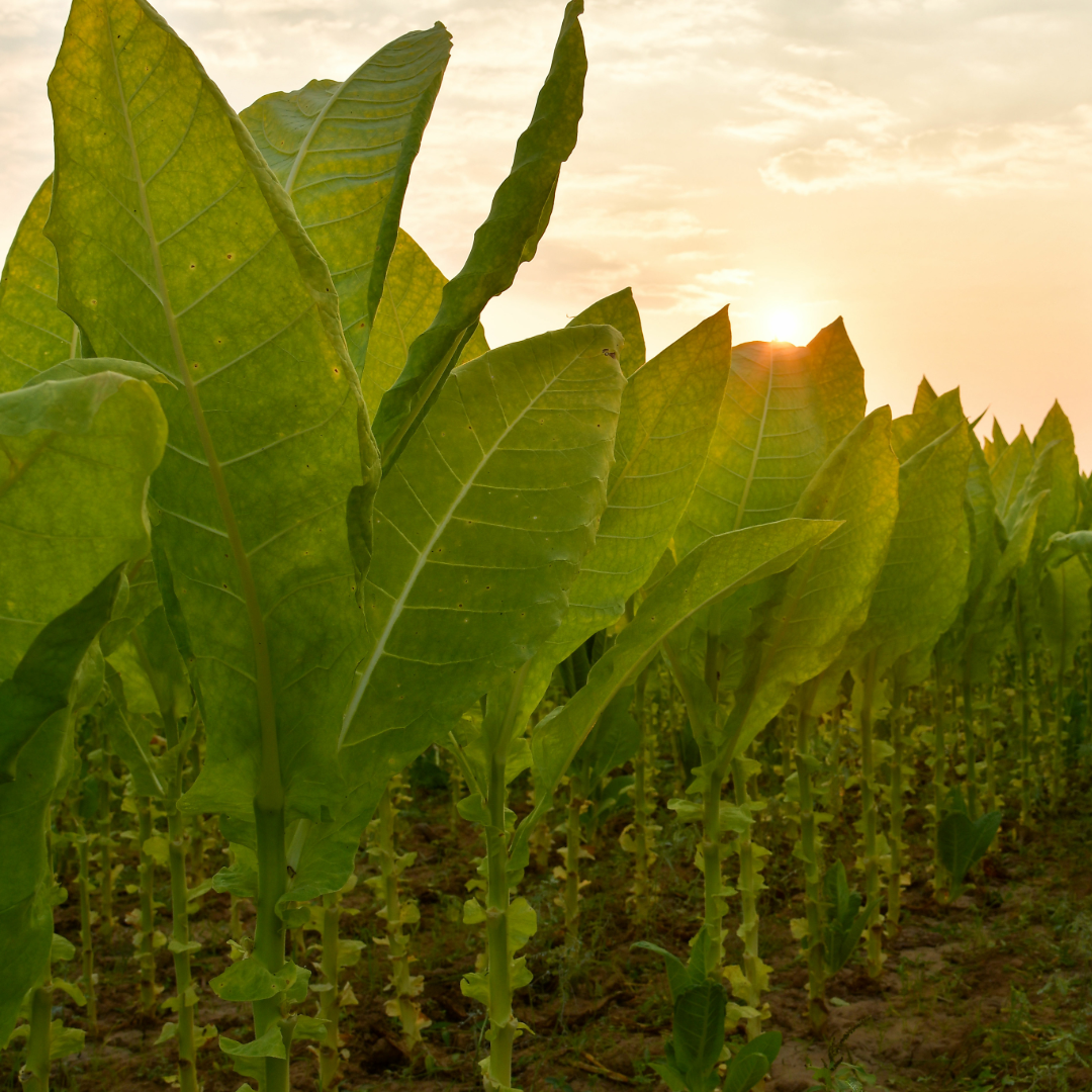 tobacco plants in the field