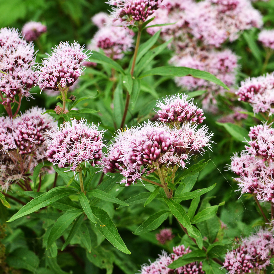 Valerian flowers