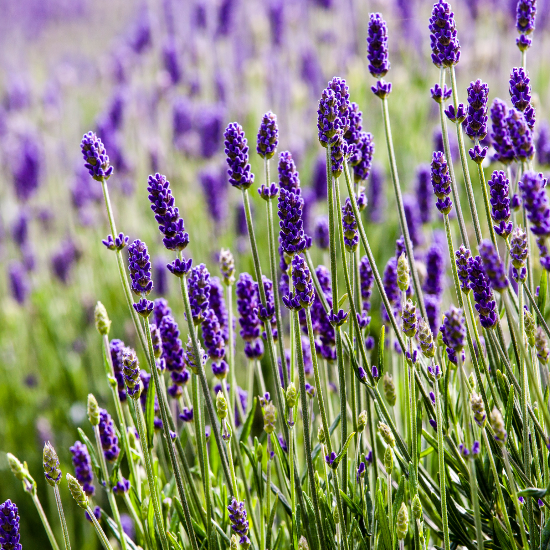 Lavender plants in field 
