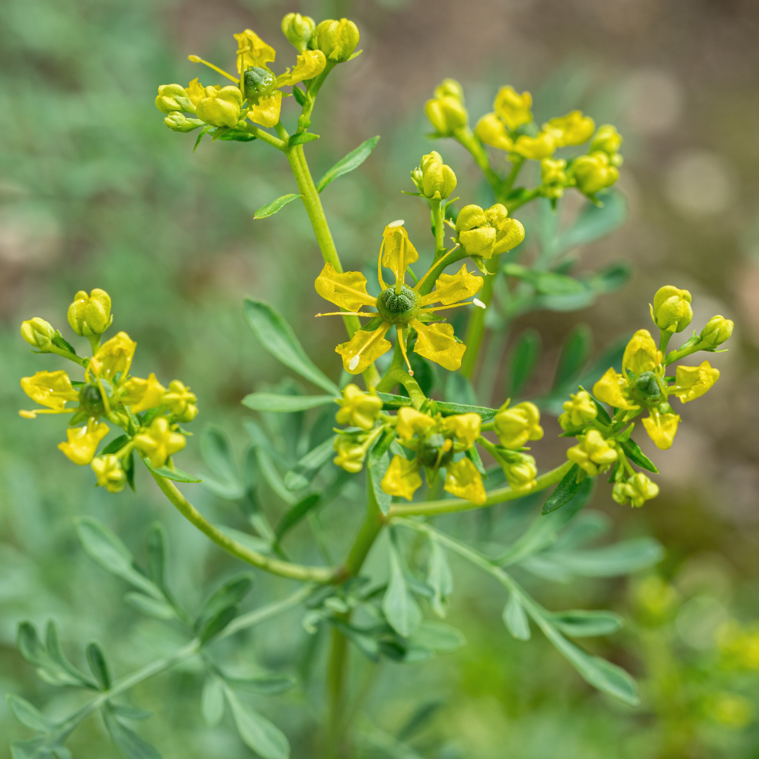 Rue or Ruda plant