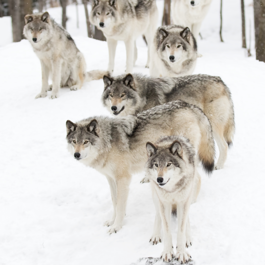 A pack of six grey wolves standing in the snow.