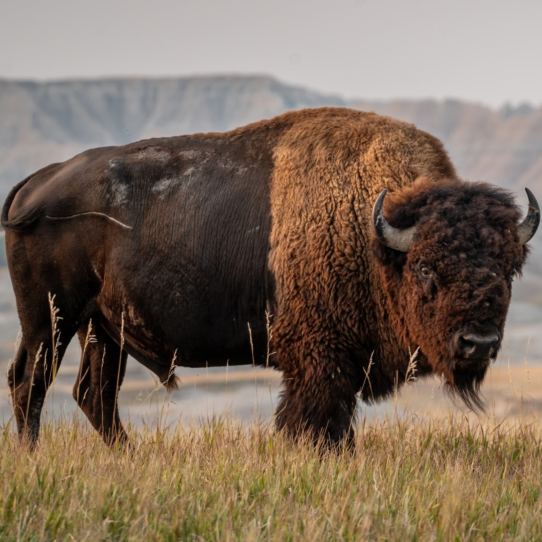 buffalo standing in a field with mountain range in the background. 