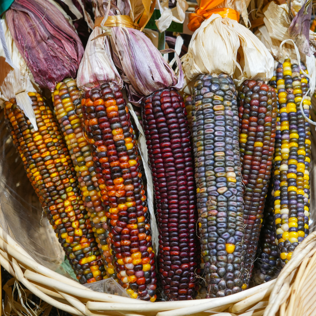 colorful corn in a basket. 
