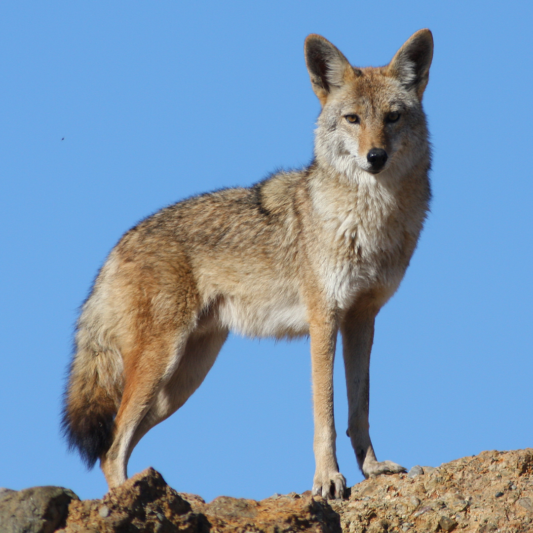 coyote standing on a hill.