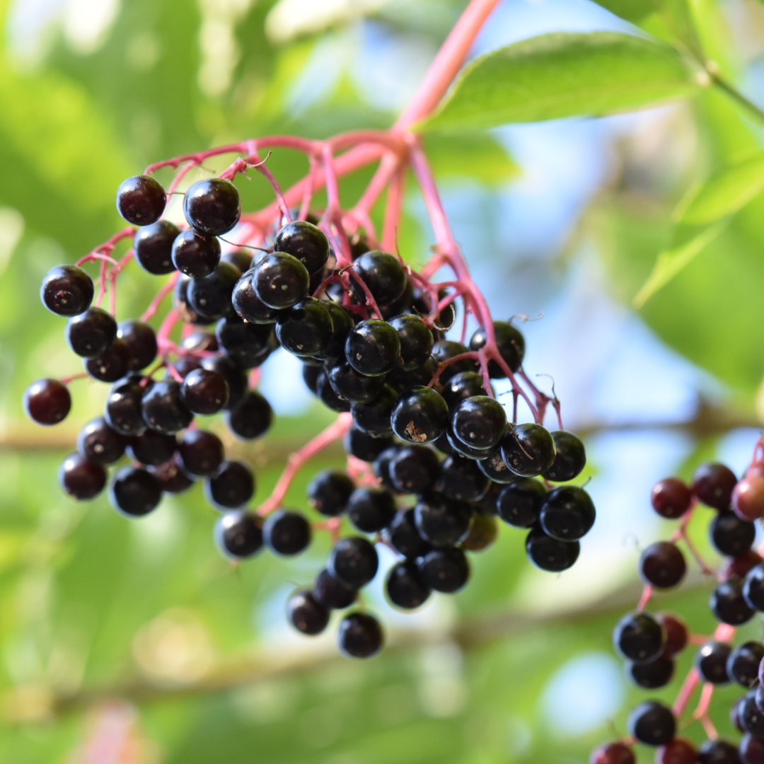 Elderberries growing on tree