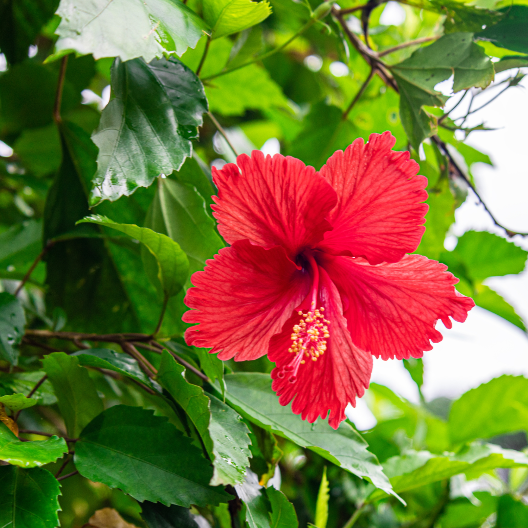 one red hibiscus flower 