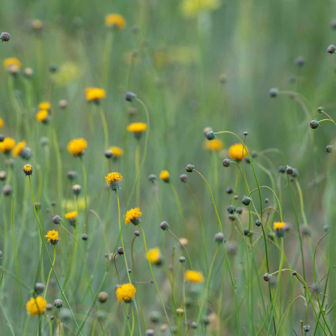 yellow flowers with green stems in a field used to make Indian tea