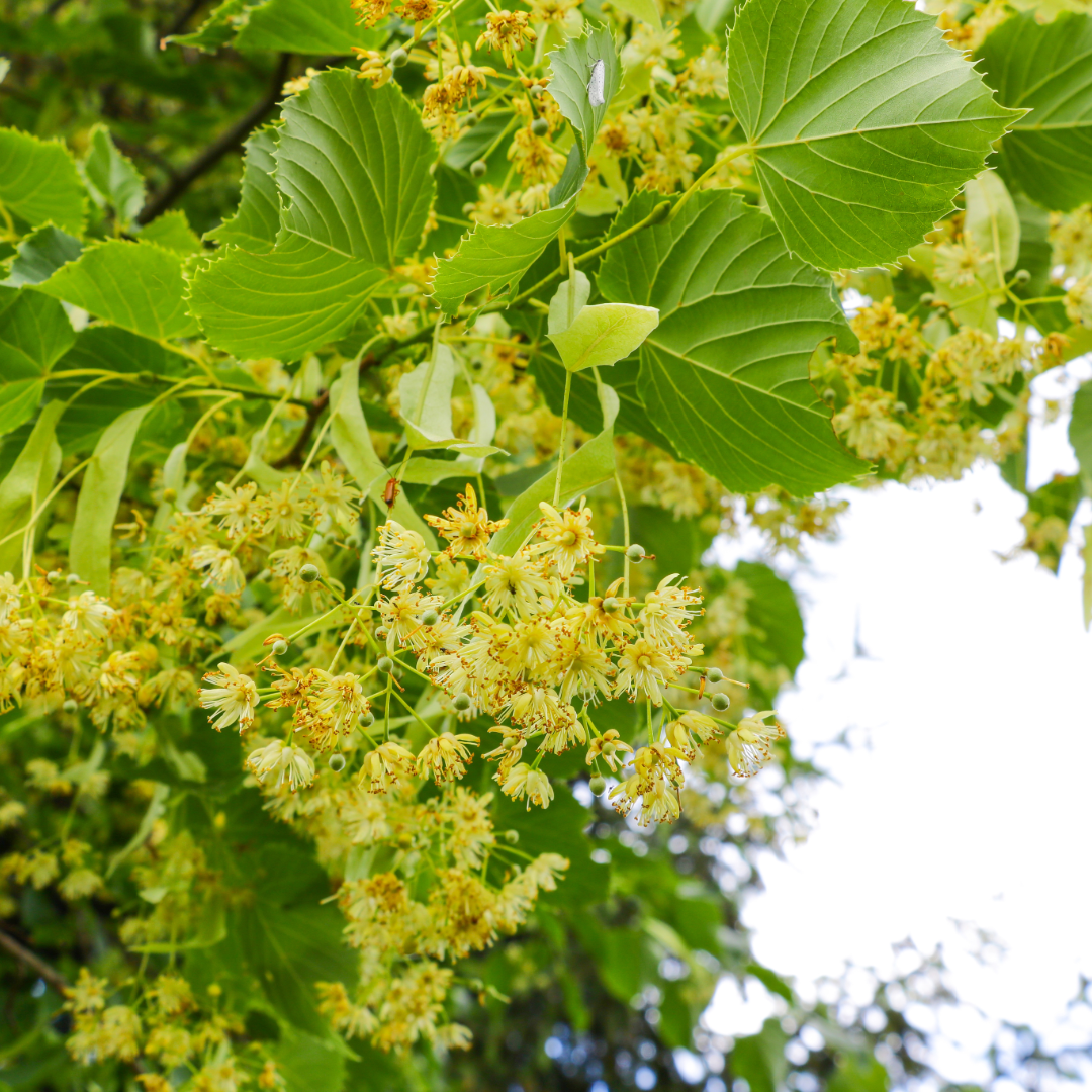 Linden flowers are light yellow and leaves are green 