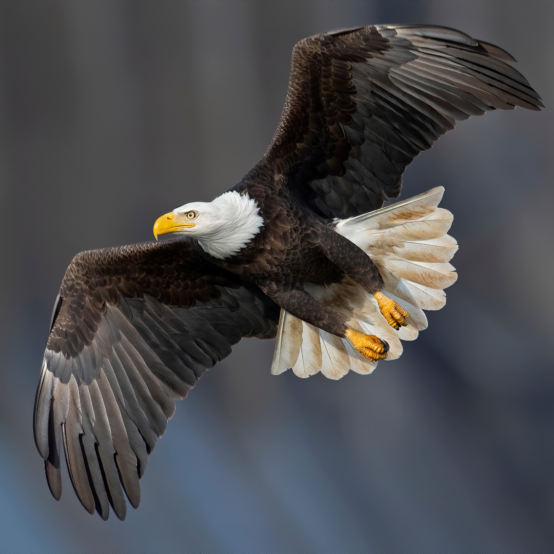 Bald eagle in flight with wings opened