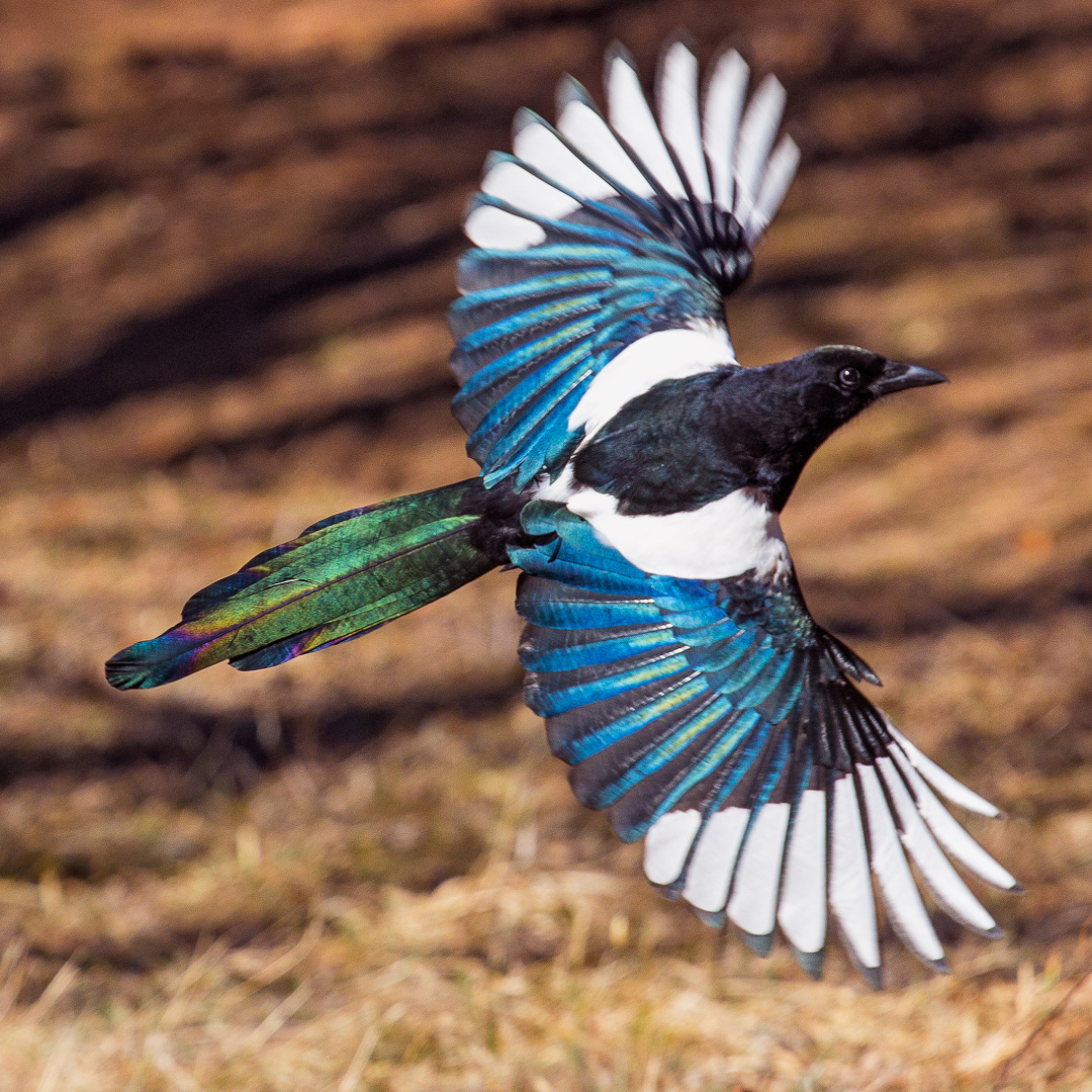 magpie bird with open wings as it is in flight. 