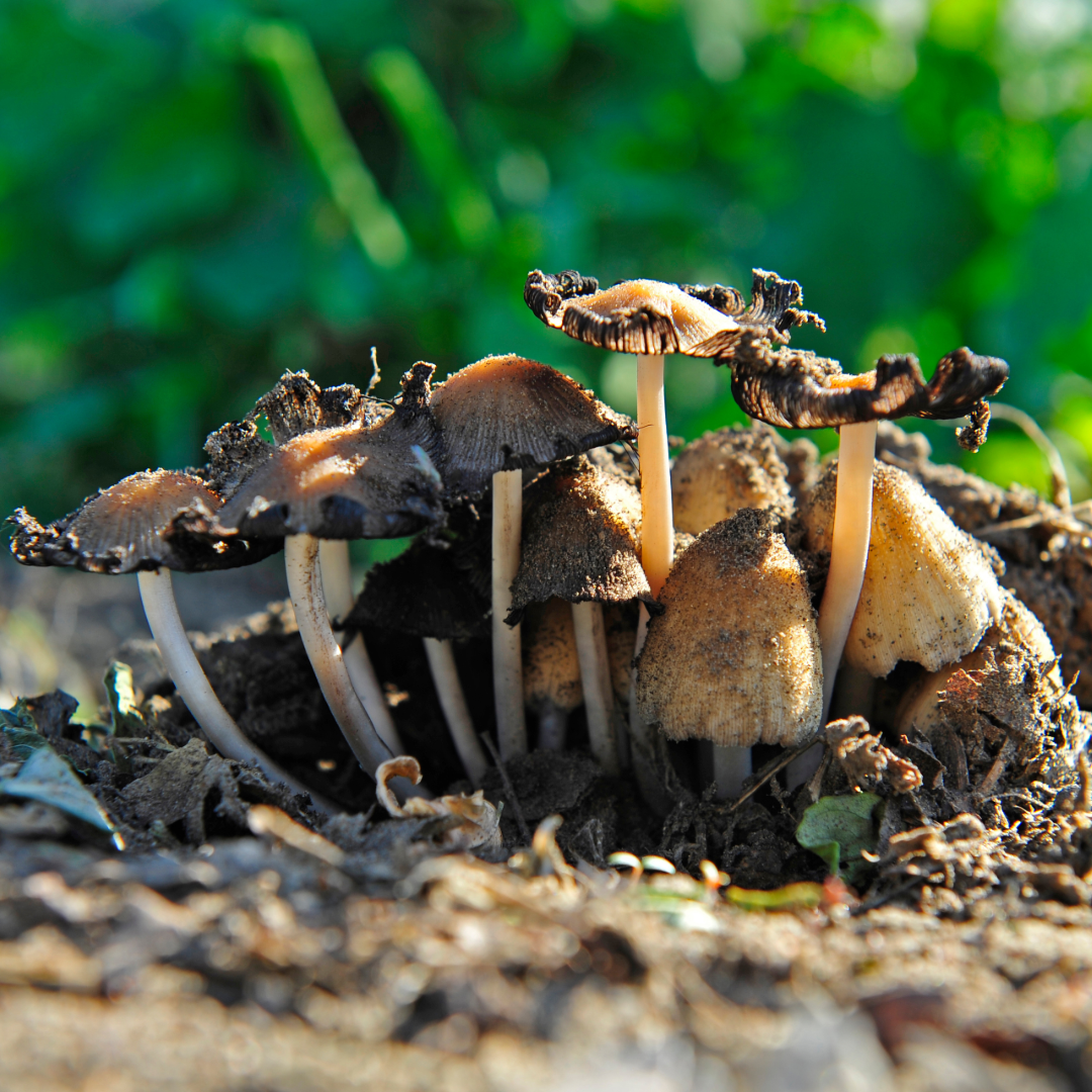a group of mycelium growing