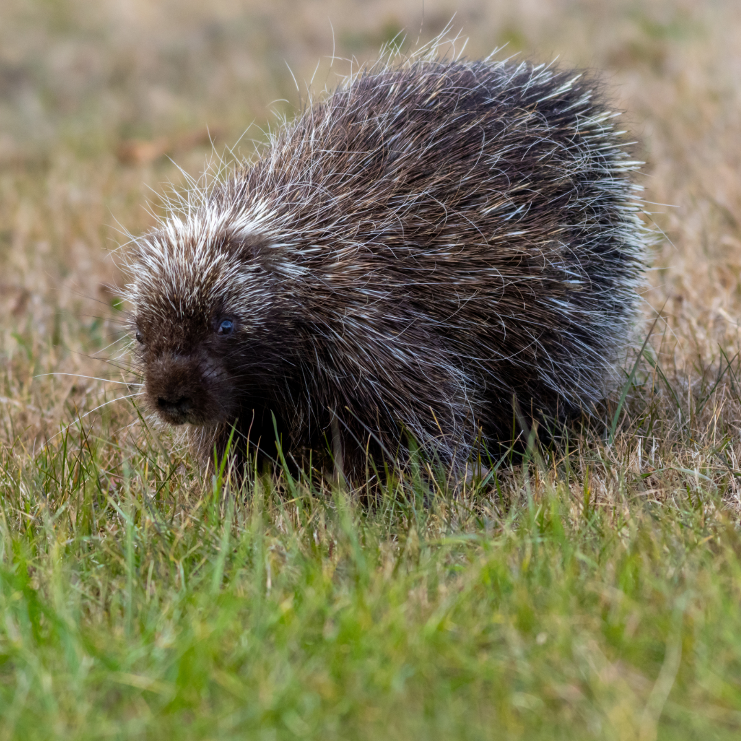 porcupine in a field. 